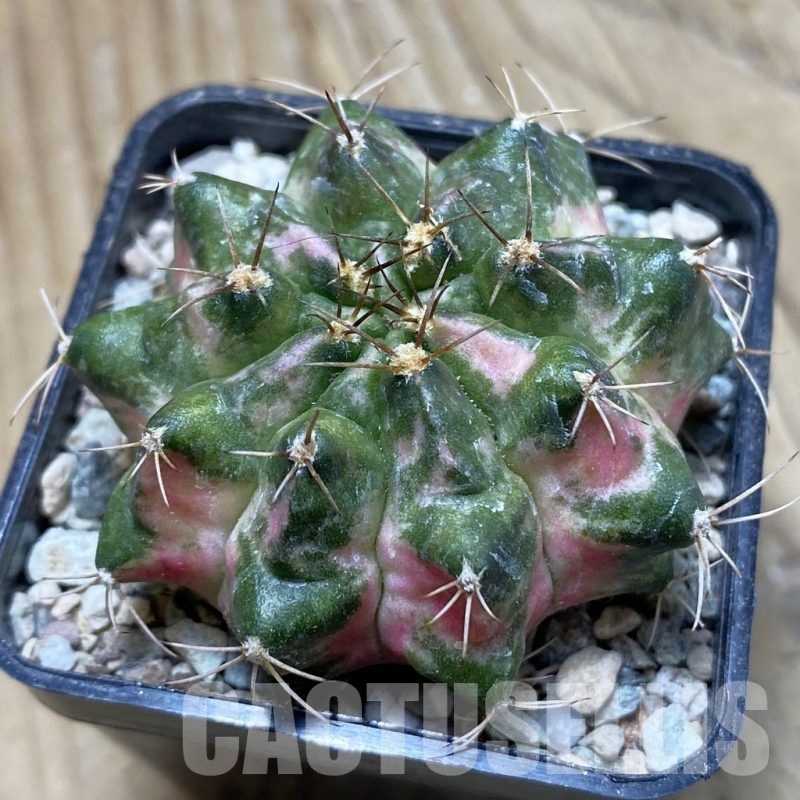SH23984 Gymnocalycium mihanovichii ‘Peach Peach’