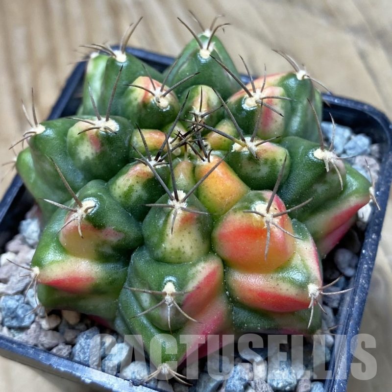 SH23985 Gymnocalycium mihanovichii ‘Little Monstev’