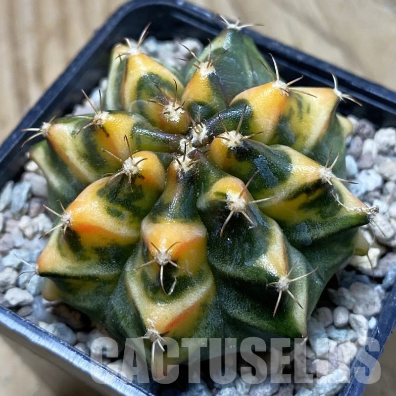 SH23986 Gymnocalycium mihanovichii 'Som Jeed'