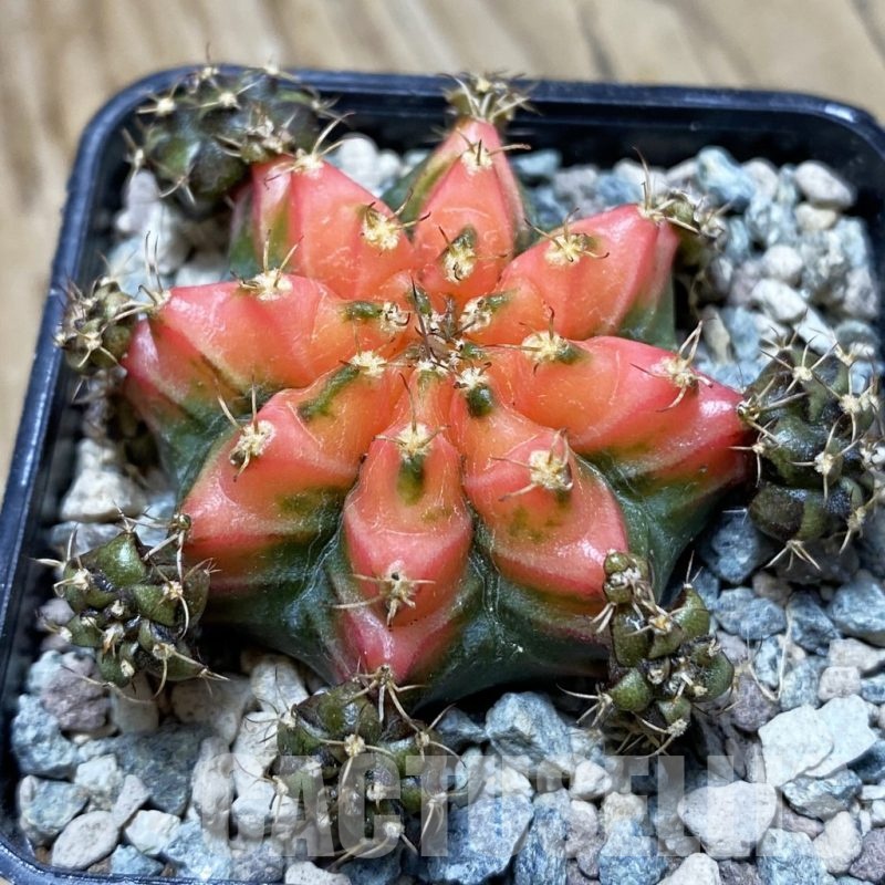 SH23987 Gymnocalycium mihanovichii 'French Fuchsia'