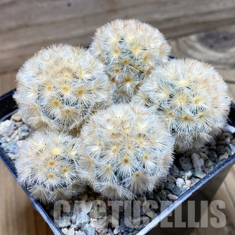 SH23922 Mammillaria carmenae ‘Buddha’ hybrid