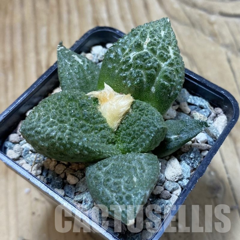 SH23928 Ariocarpus fissuratus ‘Godzilla’ hybrid, seedling, own roots