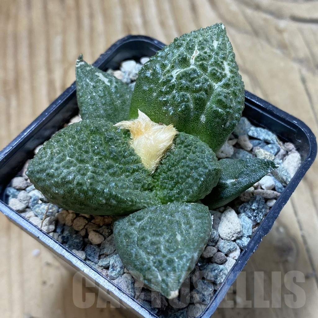 SH23928 Ariocarpus fissuratus ‘Godzilla’ hybrid, seedling, own roots