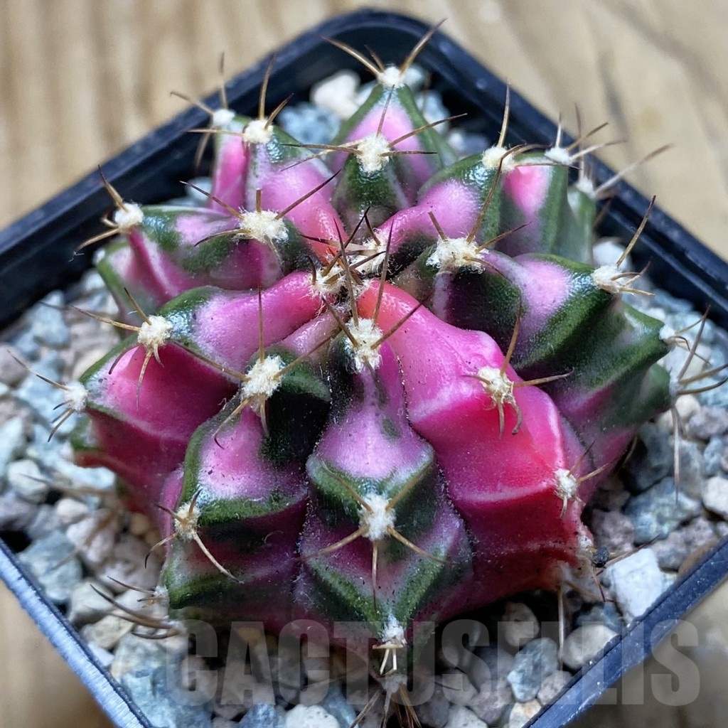 SH23989 Gymnocalycium mihanovichii ‘Pink Diamond’