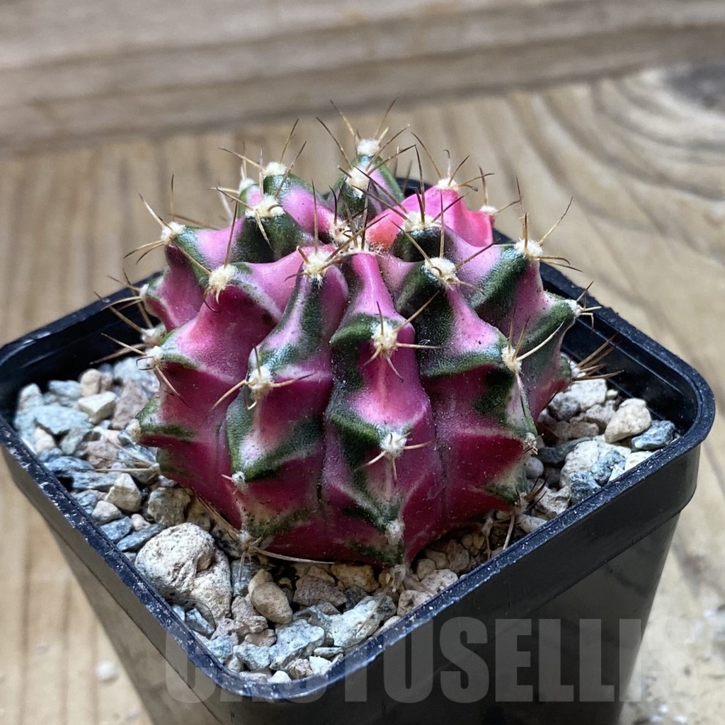 SH23989 Gymnocalycium mihanovichii ‘Pink Diamond’ - Image 2