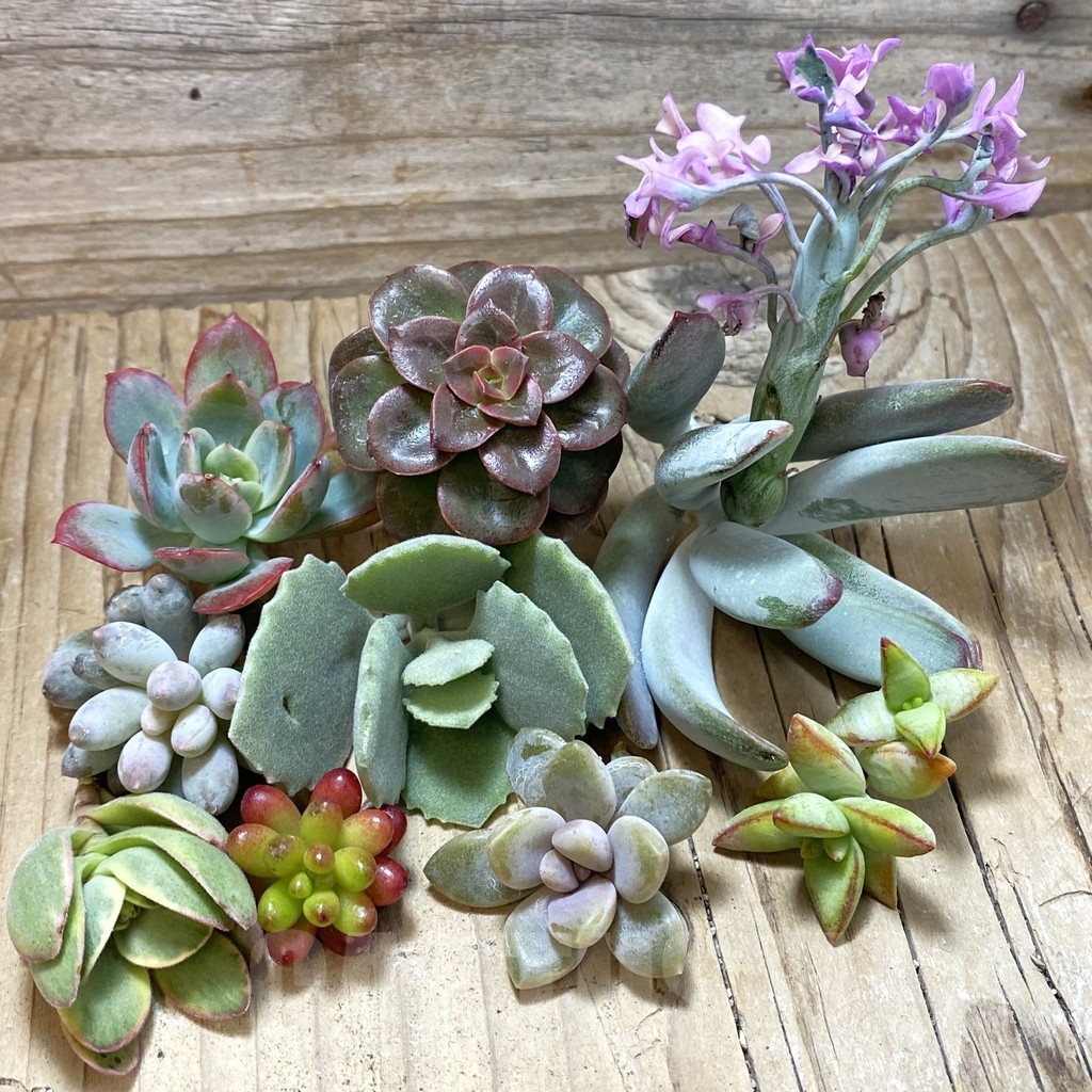 SH23990 Succulents mix, cuted