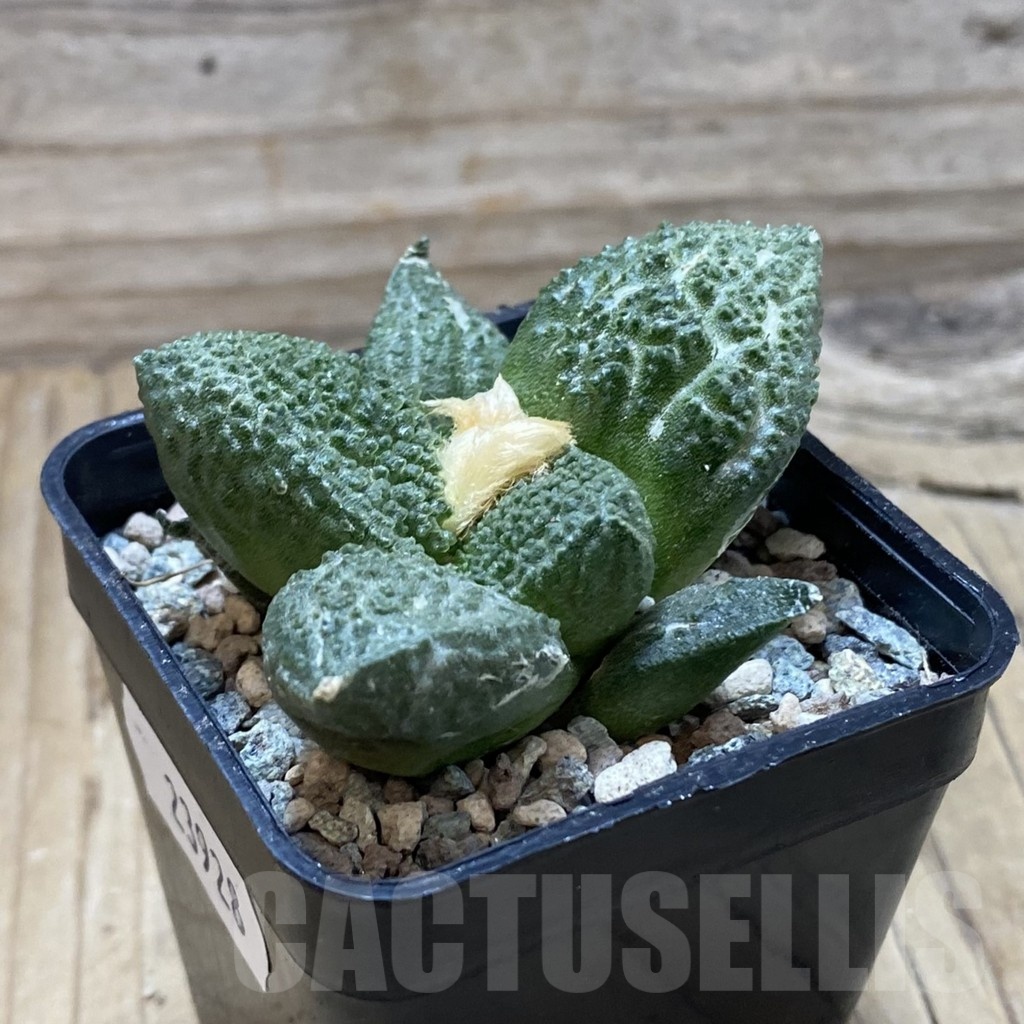 SH23928 Ariocarpus fissuratus ‘Godzilla’ hybrid, seedling, own roots - Image 2