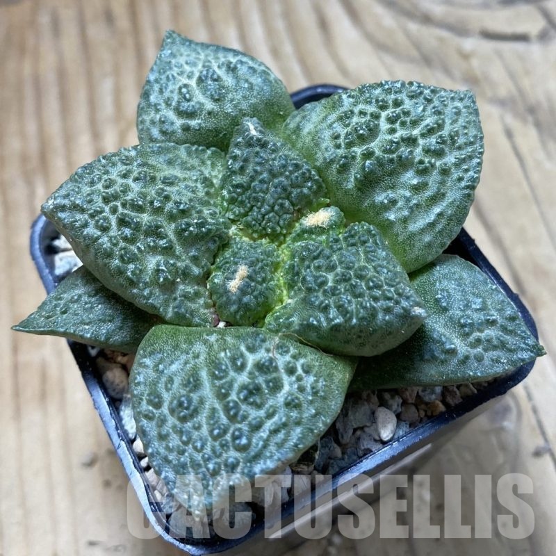 SH23929 Ariocarpus fissuratus ‘Godzilla’ hybrid, seedling, own roots