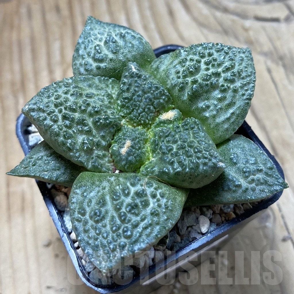 SH23929 Ariocarpus fissuratus ‘Godzilla’ hybrid, seedling, own roots