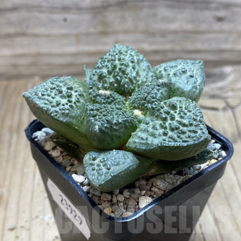 SH23929 Ariocarpus fissuratus ‘Godzilla’ hybrid, seedling, own roots - Image 2