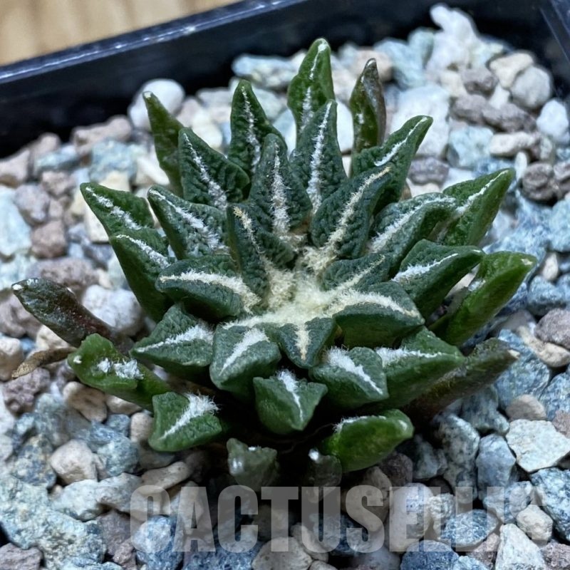 SH23930 Ariocarpus kotschoubeyanus hybrid, own roots