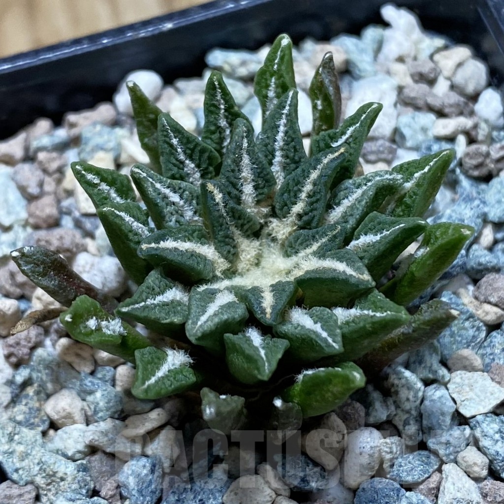 SH23930 Ariocarpus kotschoubeyanus hybrid, own roots