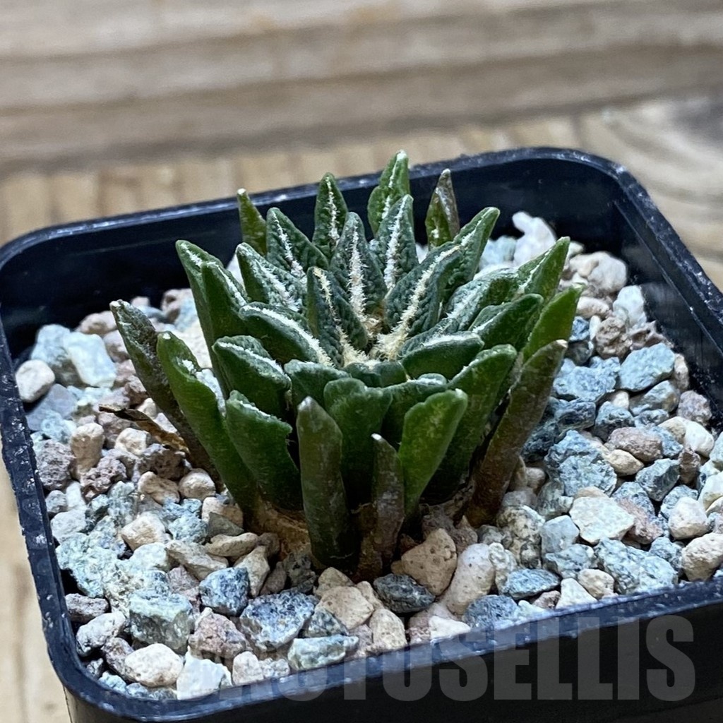 SH23930 Ariocarpus kotschoubeyanus hybrid, own roots - Image 2