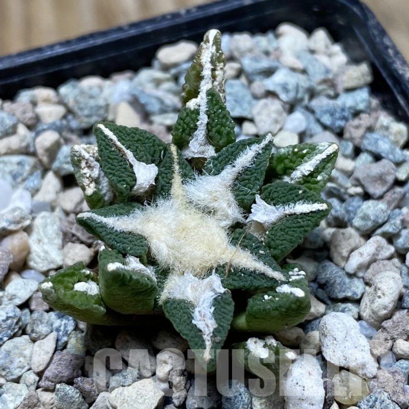 SH23931 Ariocarpus kotschoubeyanus hybrid, own roots
