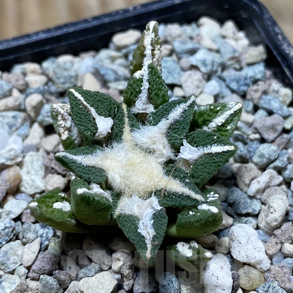 SH23931 Ariocarpus kotschoubeyanus hybrid, own roots