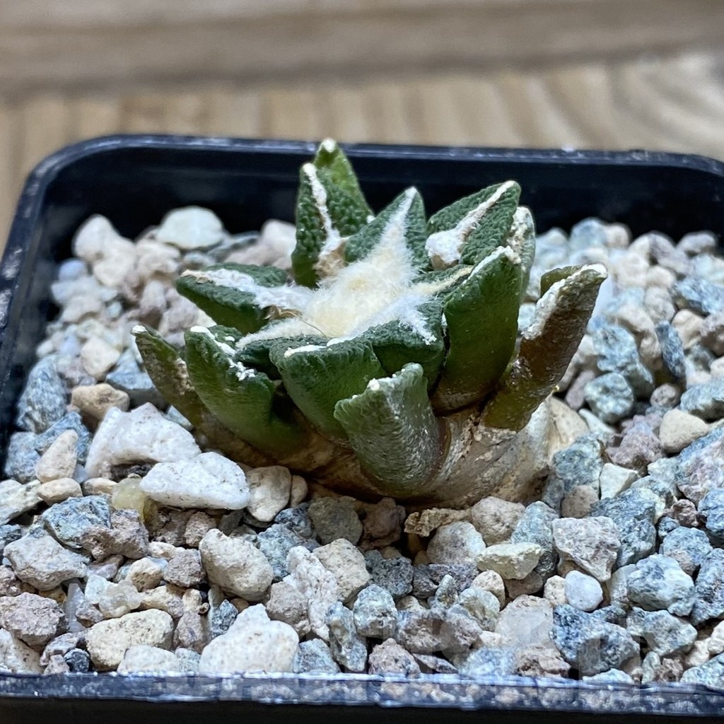 SH23931 Ariocarpus kotschoubeyanus hybrid, own roots - Image 2