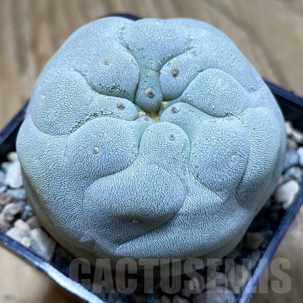 SH23932 Anhalonium frichii