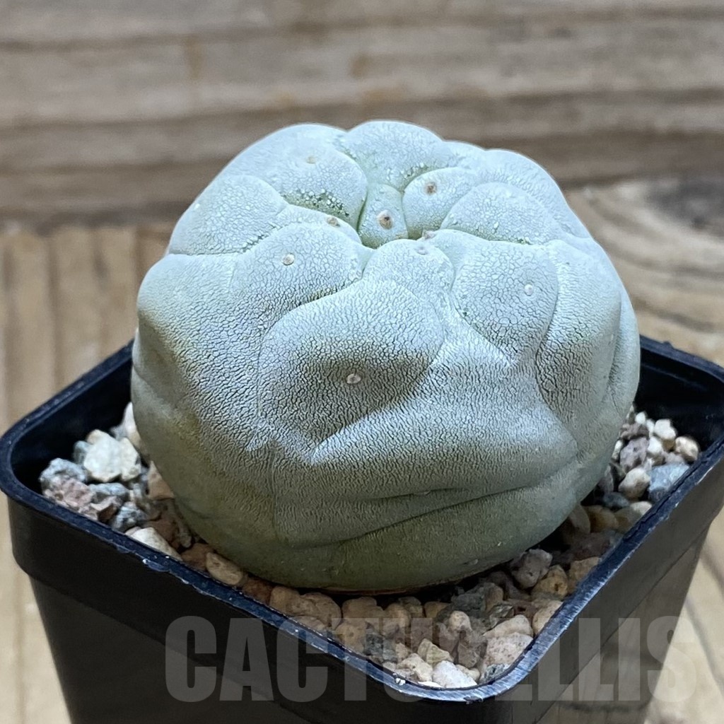 SH23932 Anhalonium frichii - Image 2