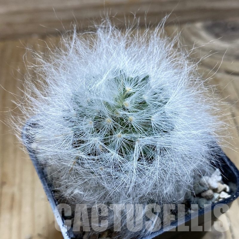 SH23933 Mammillaria guelzowiana LAU 640