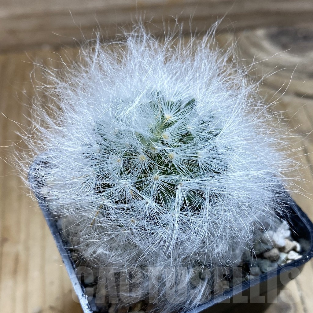 SH23933 Mammillaria guelzowiana LAU 640
