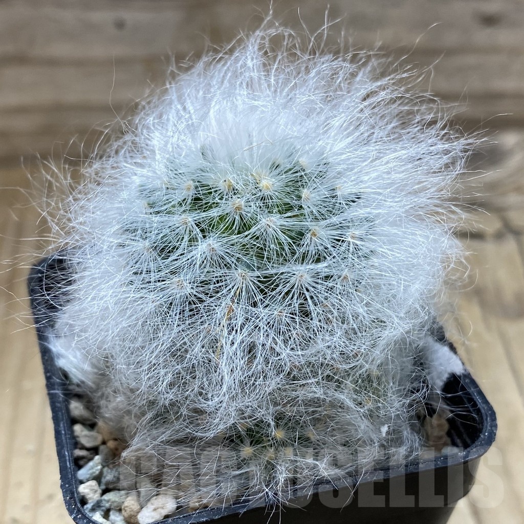 SH23933 Mammillaria guelzowiana LAU 640 - Image 2