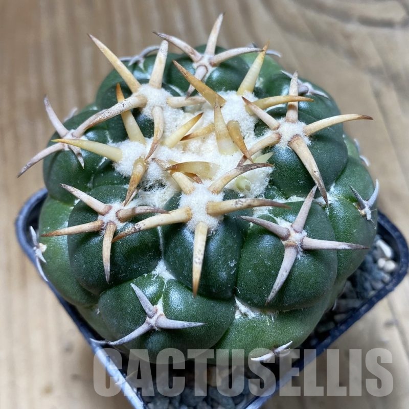 SH23934 Coryphantha elephantidens 'Tanshi Mini Heart'