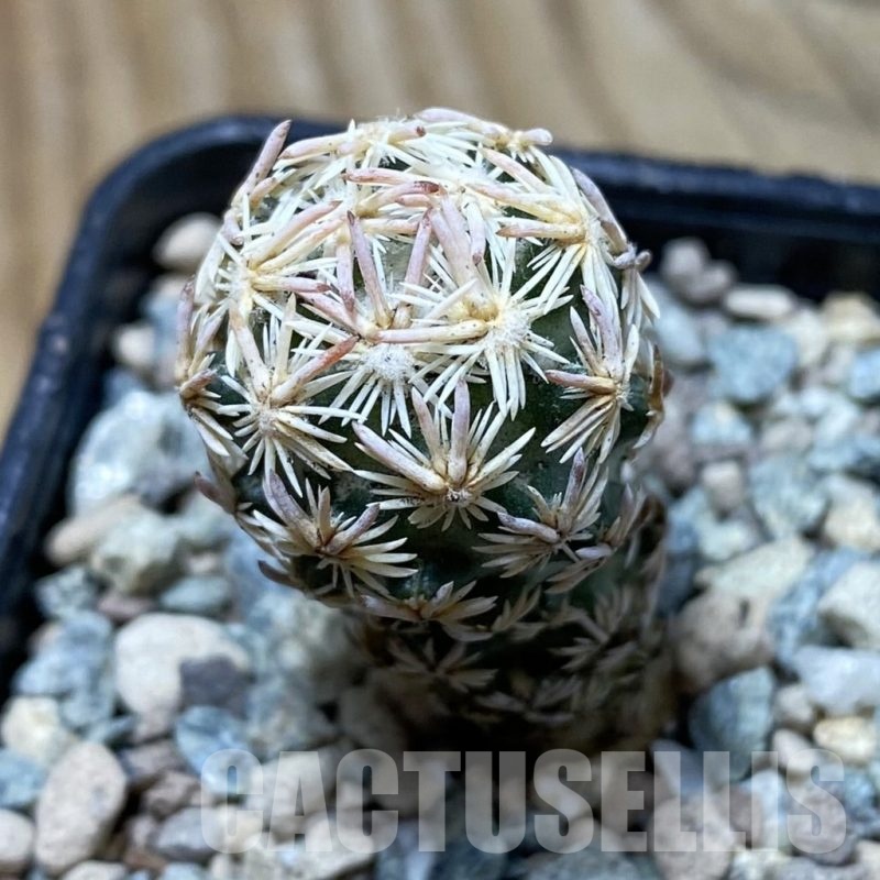 SH23935 Escobaria nellieae