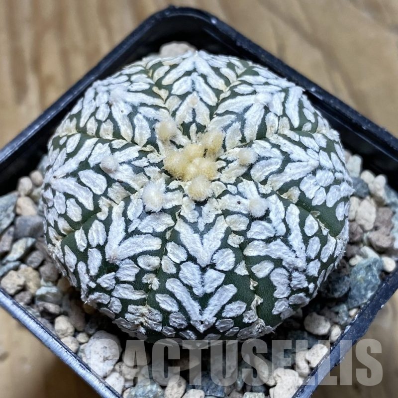 SH23936 Astrophytum asterias ‘Super Kabuto’ V-type
