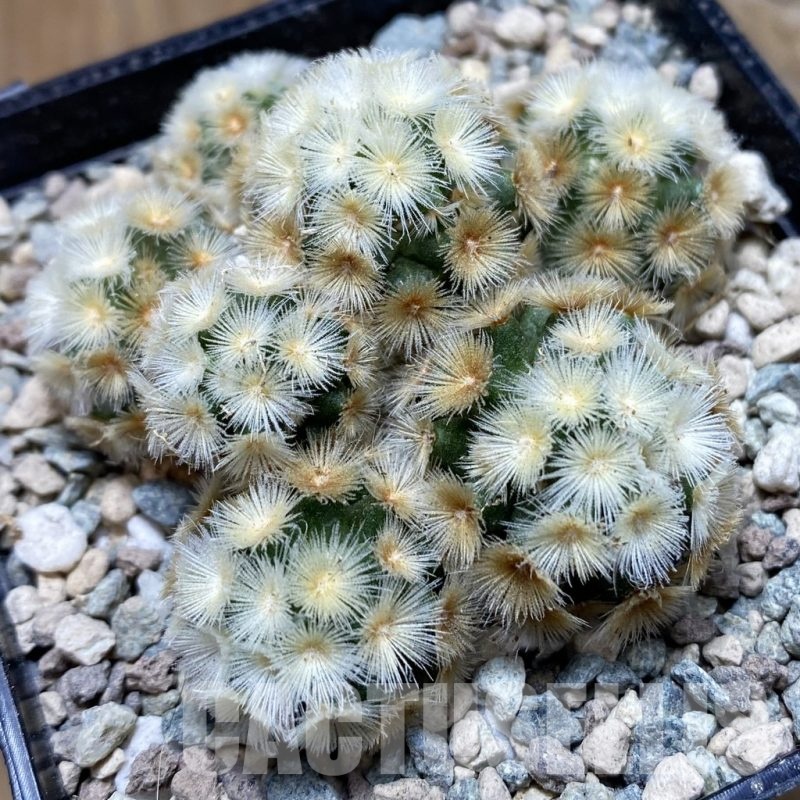 SH23923 Mammillaria carmenae ‘Buddha’ hybrid