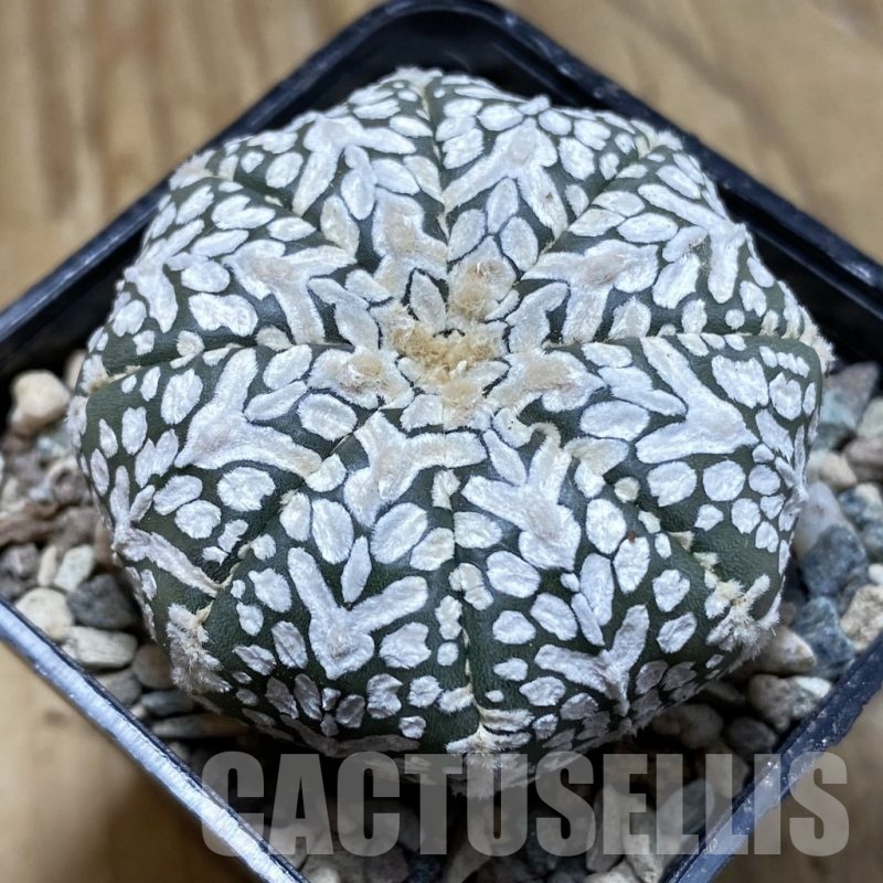 SH23938 Astrophytum asterias ‘Super Kabuto’ V-type
