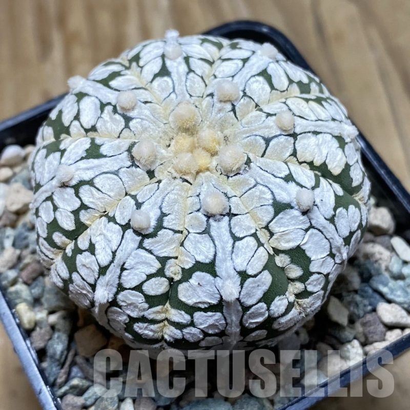 SH23939 Astrophytum asterias ‘Super Kabuto’ hybrid