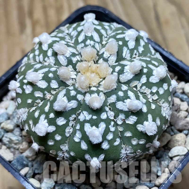 SH23943 Astrophytum asterias ‘Super Kabuto’ V-type f. nudum