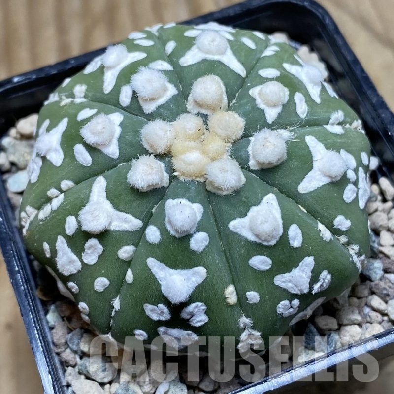SH23944 Astrophytum asterias ‘Super Kabuto’ V-type f. nudum