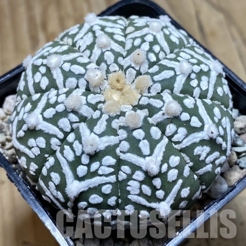 SH23945 Astrophytum asterias ‘Super Kabuto’ V-type f. nudum