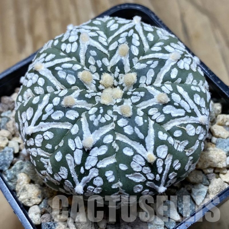 SH23946 Astrophytum asterias ‘Super Kabuto’ V-type f. nudum