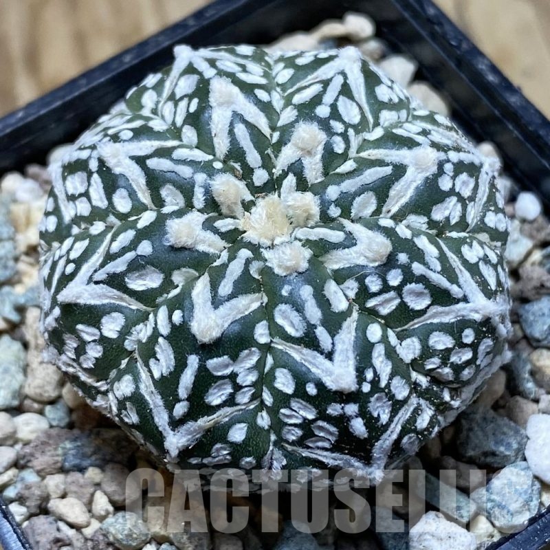SH23947 Astrophytum asterias ‘Super Kabuto’ V-type f. nudum
