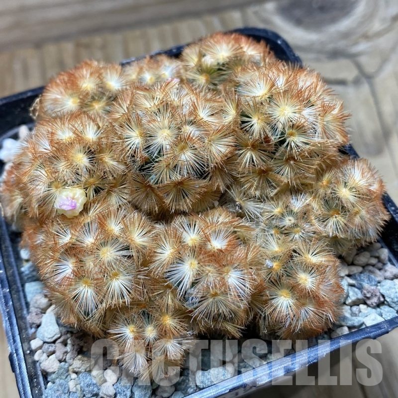 SH23924 Mammillaria carmenae ‘Buddha’ hybrid