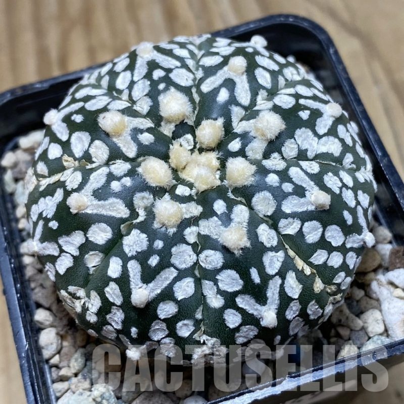 SH23949 Astrophytum asterias ‘Super Kabuto’ V-type f. nudum