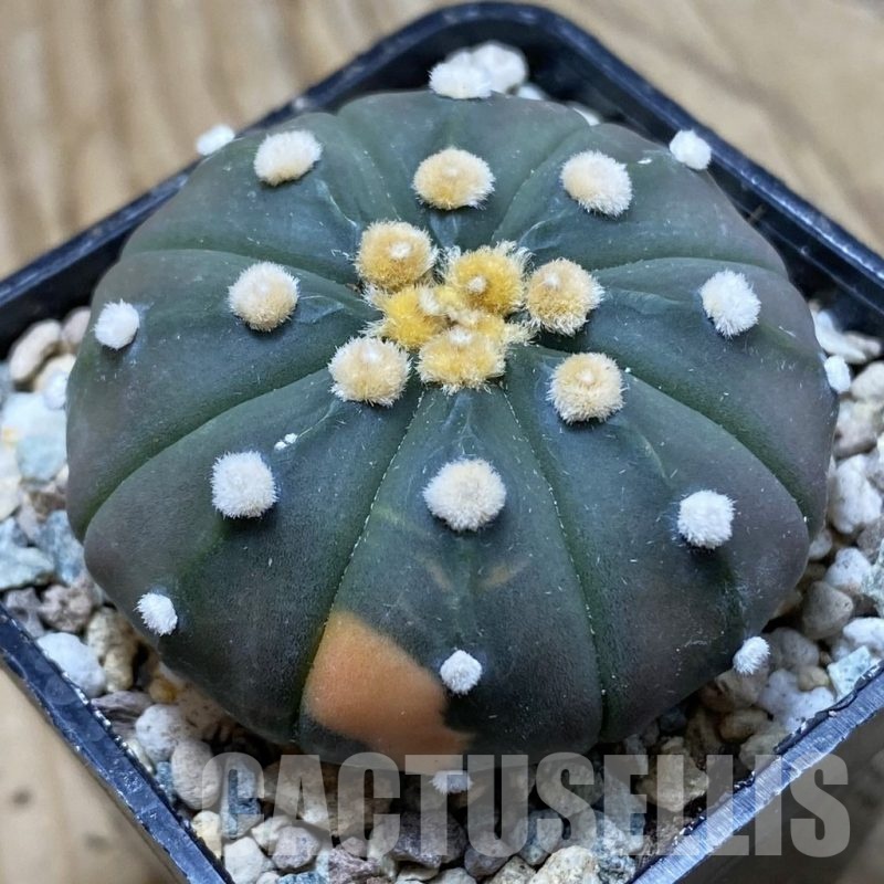 SH23950 Astrophytum asterias ‘Purple Skin’ f. variegata