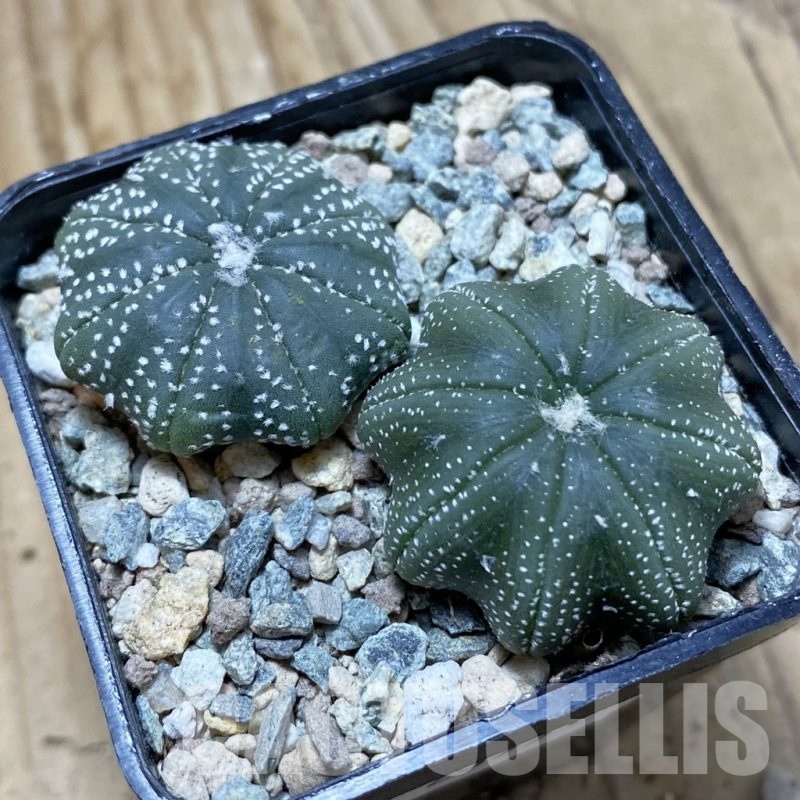 SH23951 Astrophytum asterias ‘Star Shape’, 2 plants
