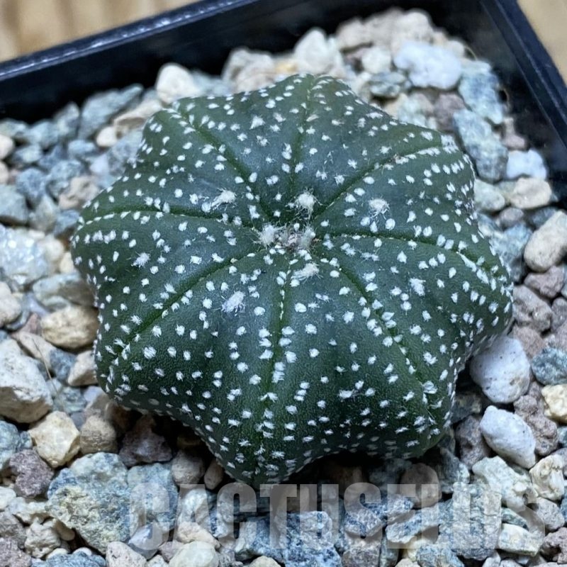 SH23952 Astrophytum asterias ‘Star Shape’