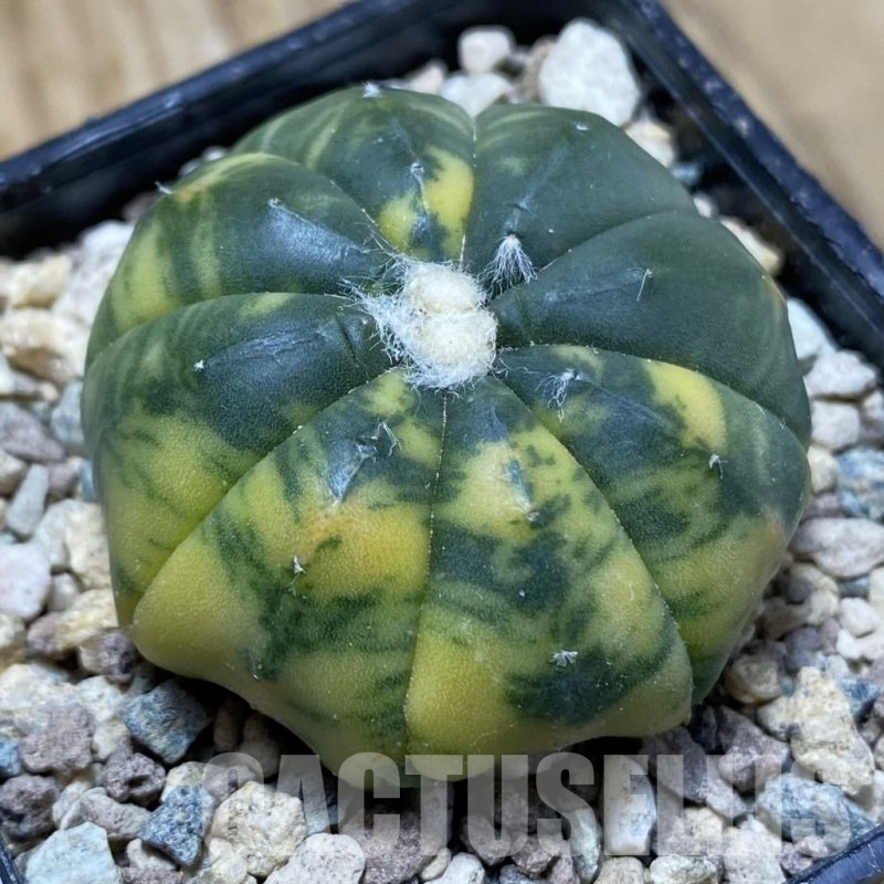 SH23953 Astrophytum asterias f. variegata