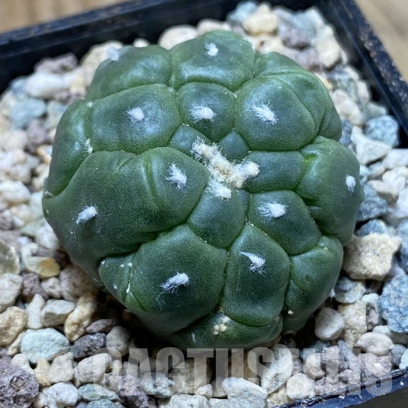 SH23954 Astrophytum asterias ‘Kikko Lizart Skin’