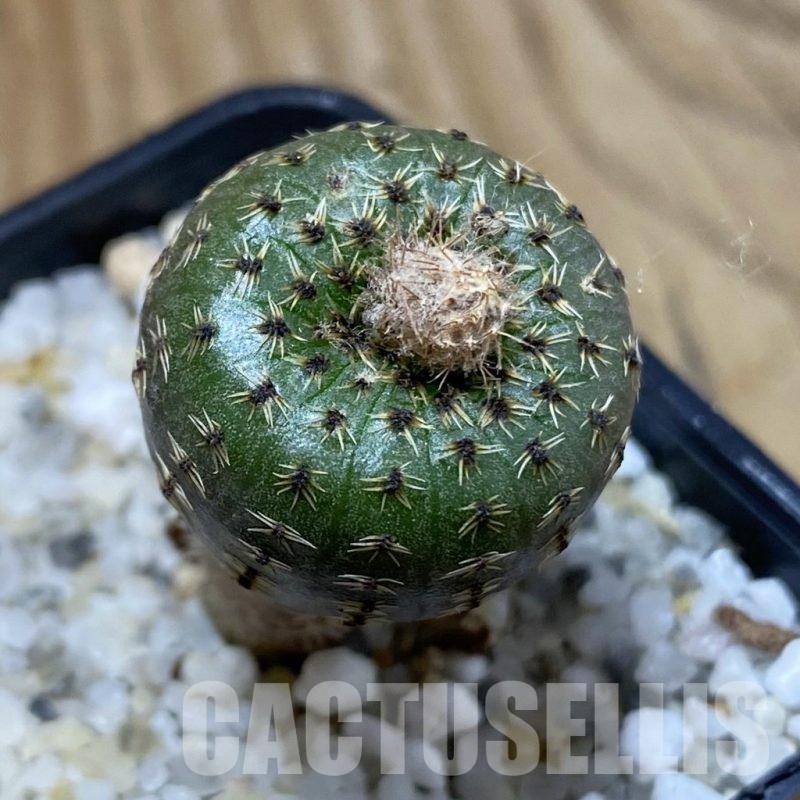 SH24104 Frailea phaeodisca