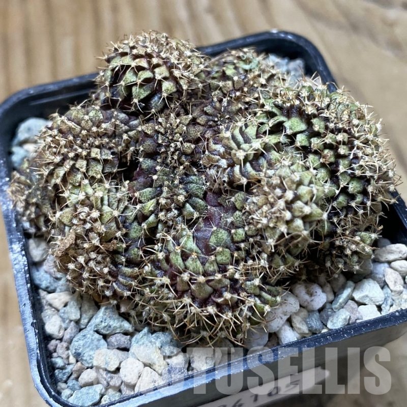 SH24105 Gymnocalycium mihanovichii f. cristata