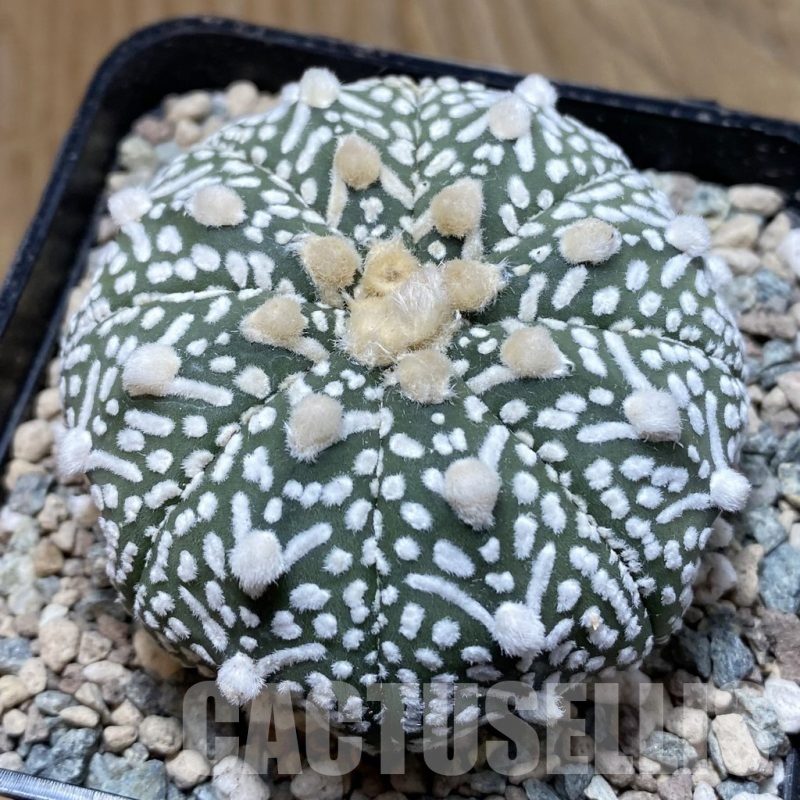 SH24073 Astrophytum asterias ‘Super Kabuto’ V-type f. nudum