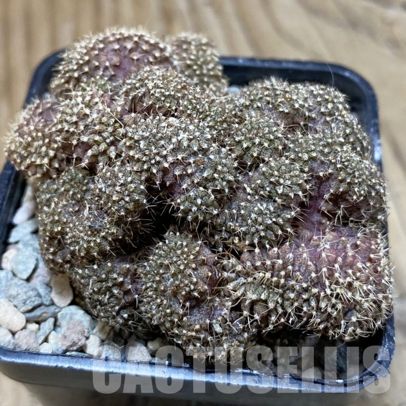 SH24106 Gymnocalycium mihanovichii f. cristata