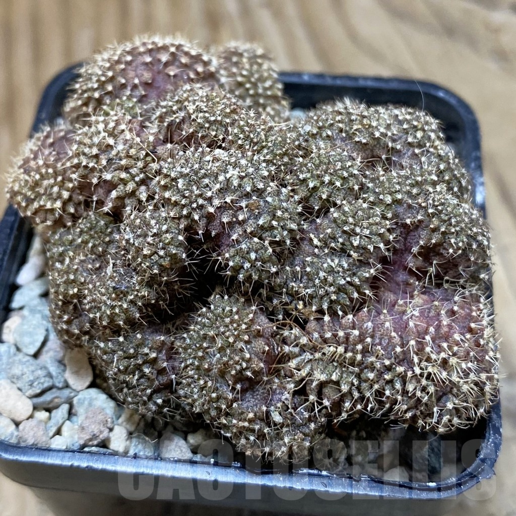 SH24106 Gymnocalycium mihanovichii f. cristata