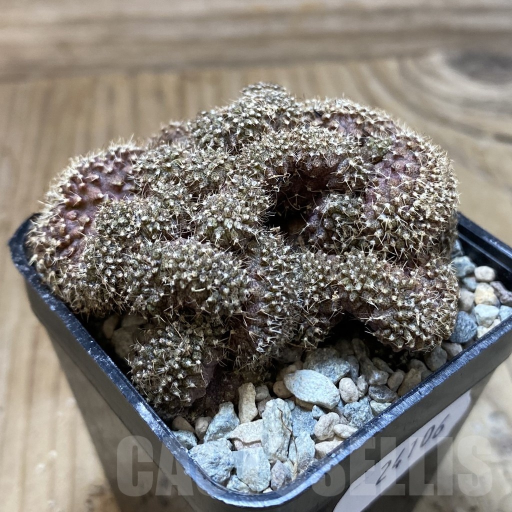 SH24106 Gymnocalycium mihanovichii f. cristata - Image 2