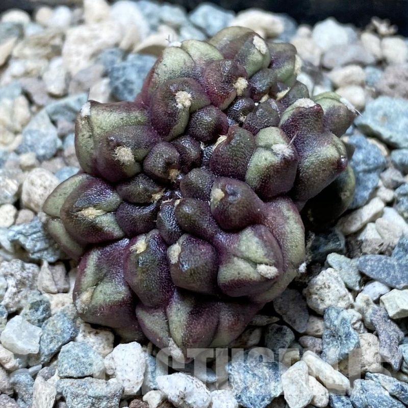 SH24107 Gymnocalycium mihanovichii ‘Day Dream’ f. cristata